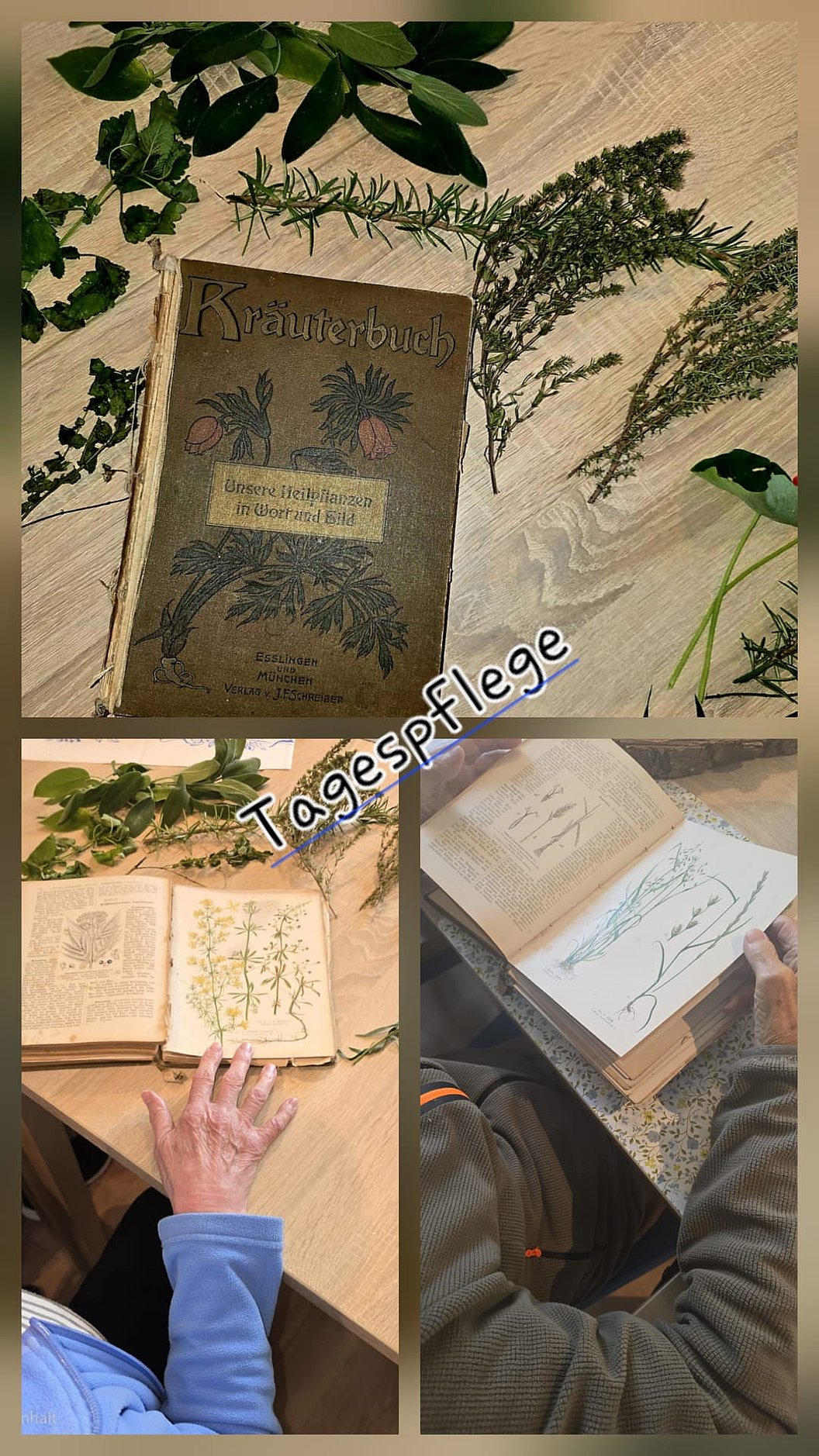 Kräuterbuch auf Tisch mit Pflanzen, Illustrationen und Händen, die durch die Seiten blättern.
