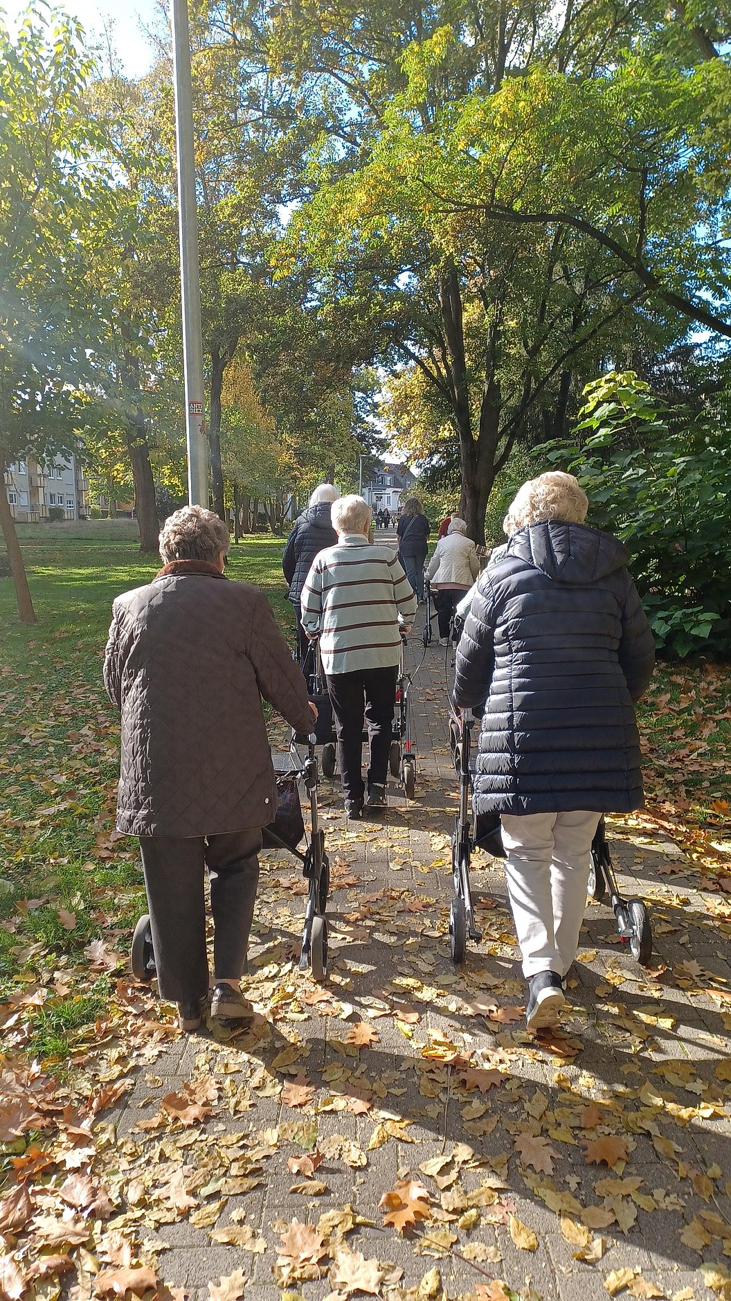 Gruppe älterer Menschen mit Rollatoren geht auf einem von Bäumen gesäumten Weg im Park
